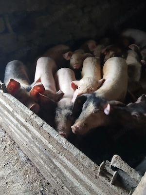 Porci pentru sacrificat - imagine 3