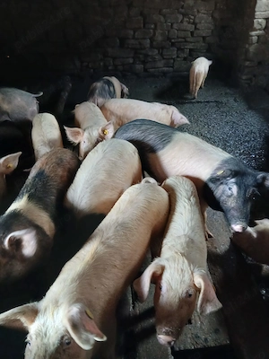 Porci pentru sacrificat