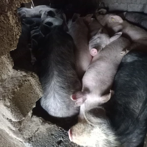 Porci pentru sacrificat - imagine 4