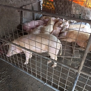 Porci pentru sacrificat - imagine 2