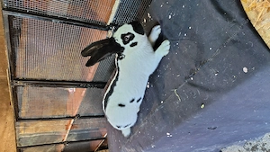 Fluture german tatuat mascul  - imagine 5