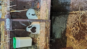 Fluture german tatuat mascul  - imagine 4