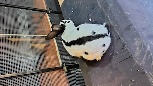 Fluture german tatuat mascul  - imagine 3