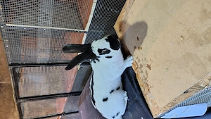 Fluture german tatuat mascul  - imagine 2