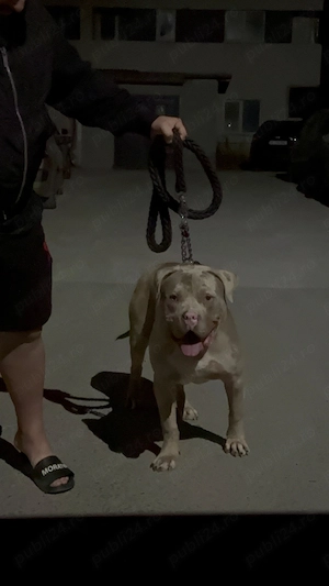 American Bully XL - imagine 4