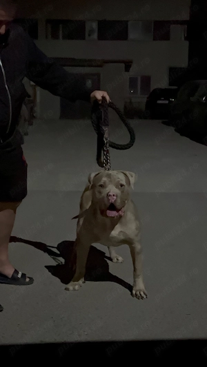 American Bully XL  - imagine 2