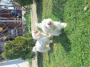 Bichon 4.luni - imagine 3