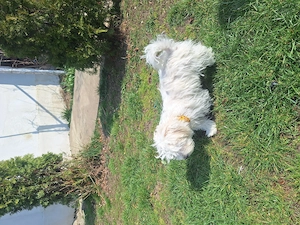 Bichon 4.luni - imagine 5