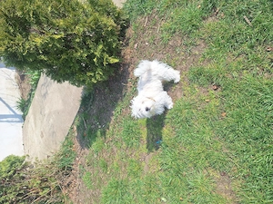 Bichon 4.luni - imagine 4