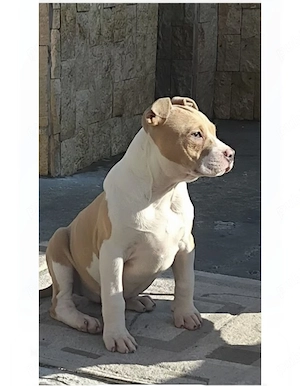 Femela amstaff cu pedigree