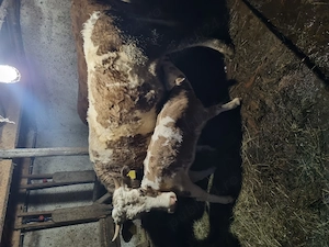 Vaca la prima fătare 