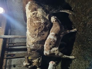 Vaca la prima fătare  - imagine 3