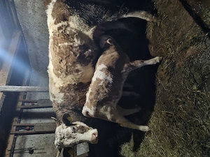 Vaca la prima fătare  - imagine 2