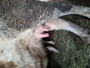 Vaca la prima fătare  - imagine 4