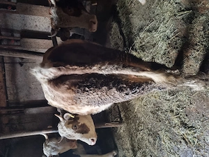 Vaca la prima fătare  - imagine 5