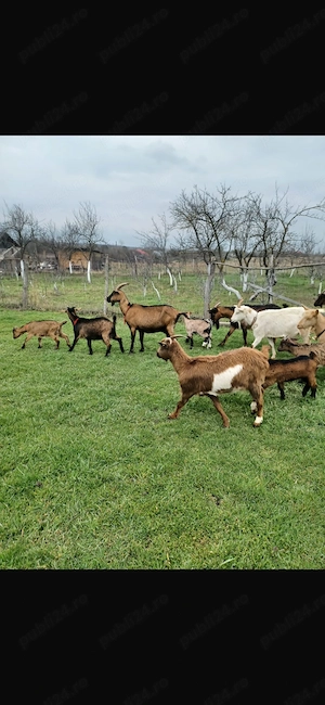 Capre bune cu iezi - imagine 2