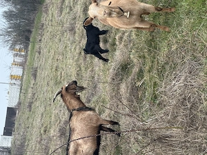 Capre bune cu iezi - imagine 5