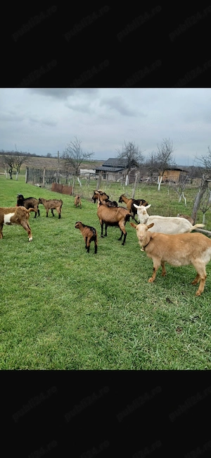 Capre bune cu iezi - imagine 3