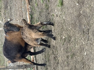 Capre bune cu iezi - imagine 4