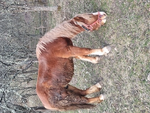 Manz de doi ani - imagine 2