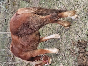 Manz de doi ani - imagine 3