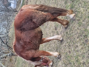 Manz de doi ani - imagine 5