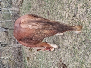 Manz de doi ani - imagine 4