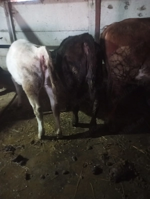 Vând viței foarte frumosi 