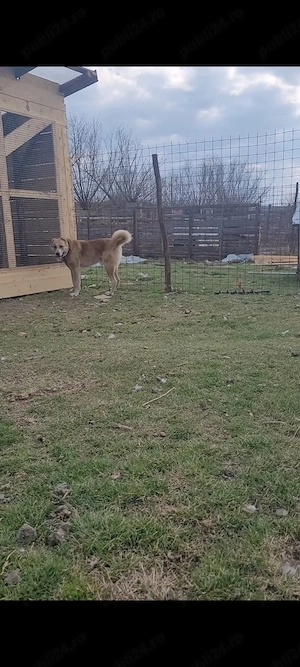 Vând volkodav nepot Ciubais Jr  - imagine 3