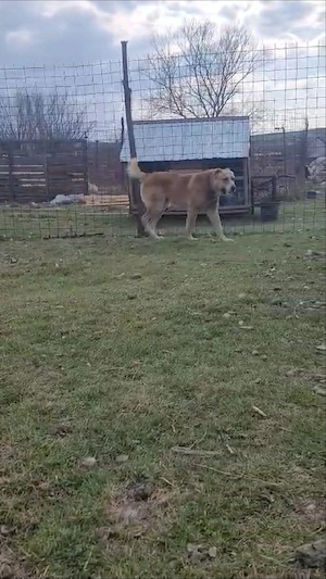 Vând volkodav nepot Ciubais Jr  - imagine 2