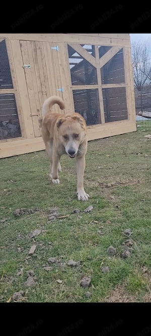 Vând volkodav nepot Ciubais Jr  - imagine 4