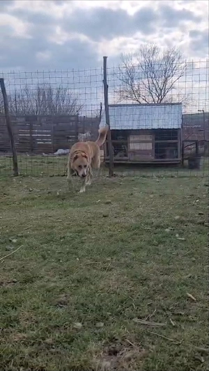 Vând volkodav nepot Ciubais Jr 