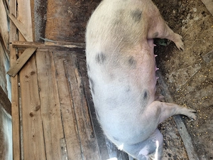 Scroafă de doi ani,între 300-350kg - imagine 2