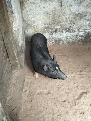 Purcei vietnamezi  - imagine 2