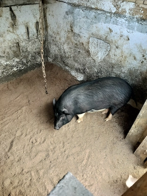 Purcei vietnamezi  - imagine 4