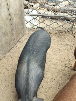 Purcei vietnamezi  - imagine 3