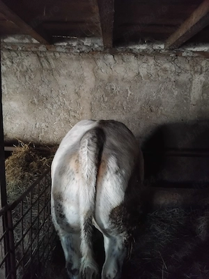 pachete cerne de vita 