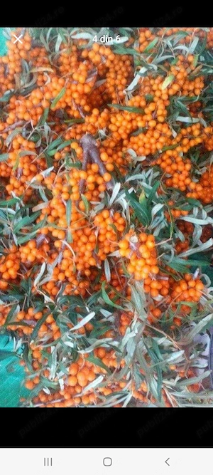 vând plante cu rădăcină cătină tara și mara 