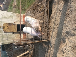 Porci de vanzare - imagine 2