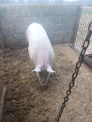 De vanzare - imagine 3