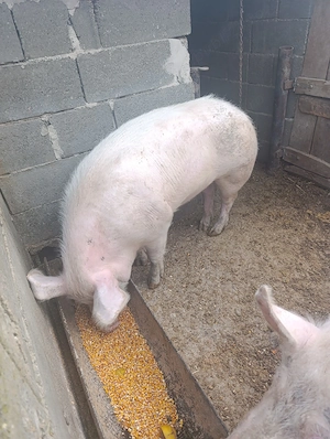 De vanzare - imagine 2