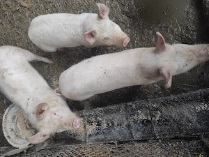 vand soldani landras cu marele alb si landras cu bazna de la 40kg la 90kg 15 lei+3 porci de la 110la - imagine 5