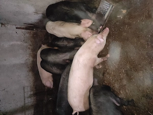 vand soldani landras cu marele alb si landras cu bazna de la 40kg la 90kg 15 lei+3 porci de la 110la - imagine 2