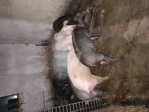 vand soldani landras cu marele alb si landras cu bazna de la 40kg la 90kg 15 lei+3 porci de la 110la - imagine 4