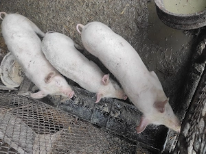 vand soldani landras cu marele alb si landras cu bazna de la 40kg la 90kg 15 lei+3 porci de la 110la