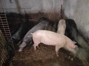 vand soldani landras cu marele alb si landras cu bazna de la 40kg la 90kg 15 lei+3 porci de la 110la - imagine 3