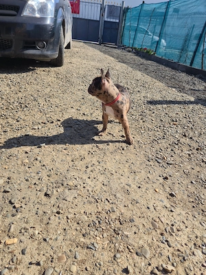 Bulldog francez femelă, merle- sănătoasă și jucăușă  - imagine 5