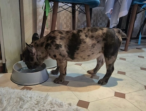 Bulldog francez femelă, merle- sănătoasă și jucăușă  - imagine 3