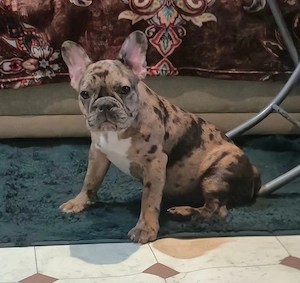 Bulldog francez femelă, merle- sănătoasă și jucăușă  - imagine 4