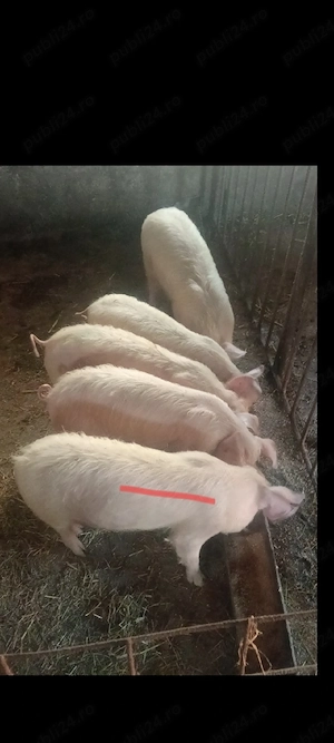 Șoldani,3 luni jumate,!!